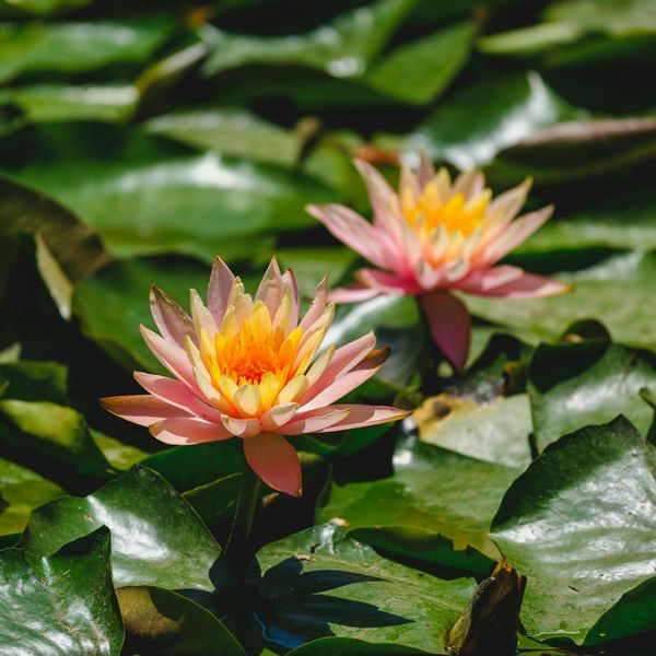 Stylized graphic showing a flower blooming, symbolizing well-being and growth.